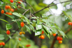 Wikstroemia monnula