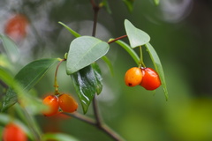 Wikstroemia monnula