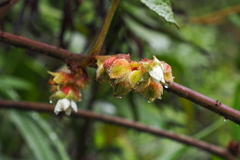 Rubus reflexus