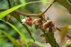 Rubus reflexus