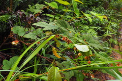 Rubus reflexus