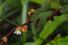 Rubus reflexus