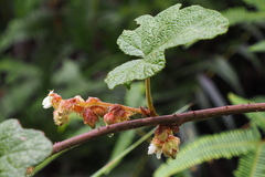 Rubus reflexus