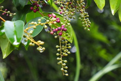 Zanthoxylum avicennae