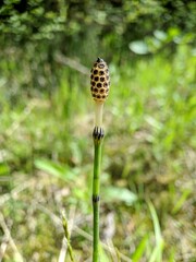 Equisetum variegatum variegatum