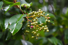 Zanthoxylum avicennae