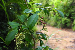 Zanthoxylum avicennae