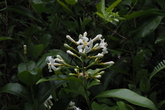 Melodinus suaveolens