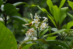 Melodinus suaveolens