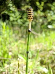 Equisetum variegatum subsp. variegatum image