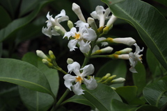 Melodinus suaveolens