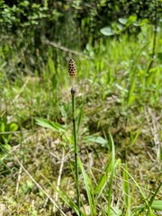 Equisetum variegatum variegatum