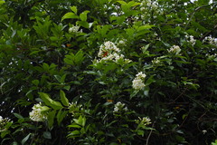 Melodinus suaveolens