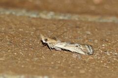 Ancylosis cinnamomella