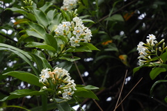 Melodinus suaveolens