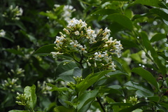 Melodinus suaveolens