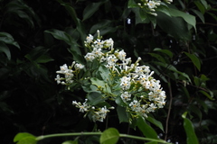 Melodinus suaveolens