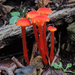 Hygrocybe cantharellus - Photo (c) Rob Curtis,  זכויות יוצרים חלקיות (CC BY-NC-SA), uploaded by Rob Curtis