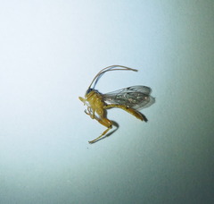 Xanthopimpla pedator