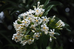 Melodinus suaveolens