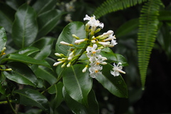 Melodinus suaveolens