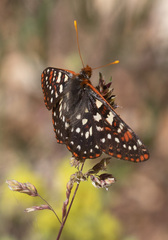 Euphydryas colon