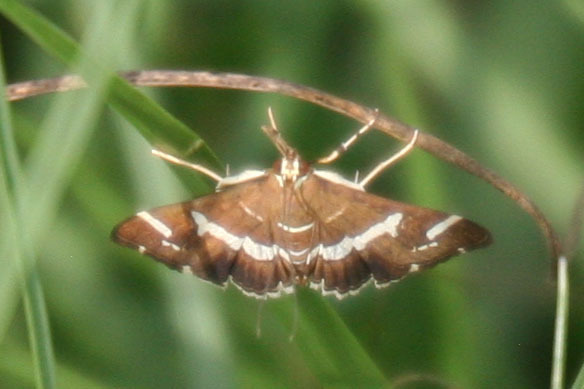 Spoladea