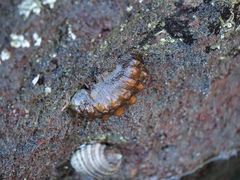 Cryptoconchus porosus