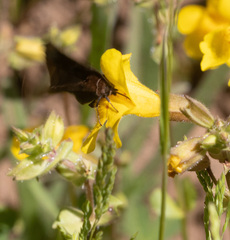 Euclidia ardita