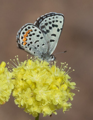 Euphilotes ancilla