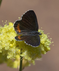 Euphilotes ancilla