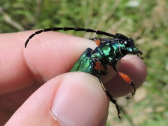 Plinthocoelium suaveolens