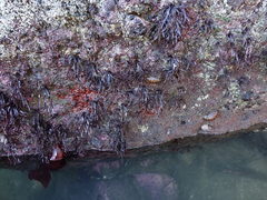 Cryptoconchus porosus