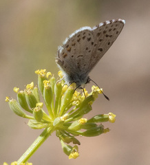 Euphilotes enoptes