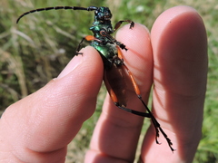 Plinthocoelium suaveolens