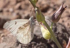 Anthocharis lanceolata