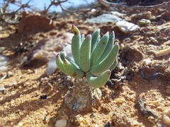 Tylecodon reticulatus