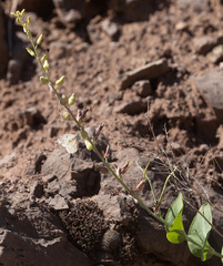 Anthocharis lanceolata