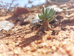 Tylecodon reticulatus