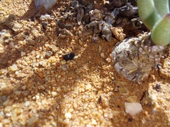 Tylecodon reticulatus