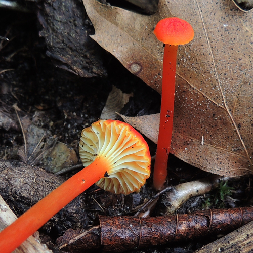 Goblet Waxcap
