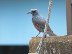 Monticola solitarius philippensis