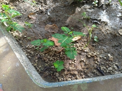 Phyllanthus urinaria hookeri