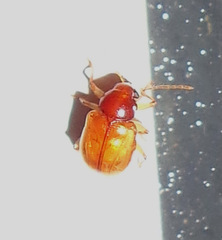 Metachroma pellucidum