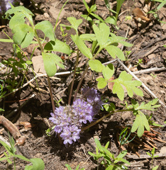 Hydrophyllum alpestre