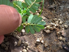 Phyllanthus urinaria hookeri
