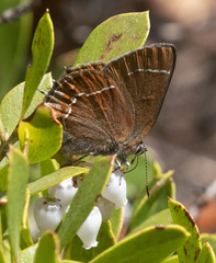 Callophrys johnsoni