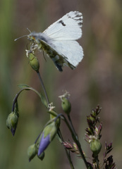 Euchloe ausonides
