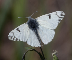 Euchloe ausonides