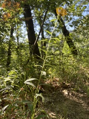 Pentanema salicinum